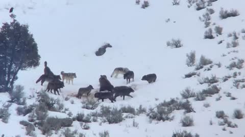 Junction Butte Wolf Pack Surrounds Grizzly Bear in Yellowstone National Park (December 29, 2019)