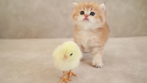 Fluffy kitten meets with a new cute friend😻🐤🐱