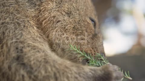 Close up Portrait of eating wild Quokka on Rottnest Island. Western