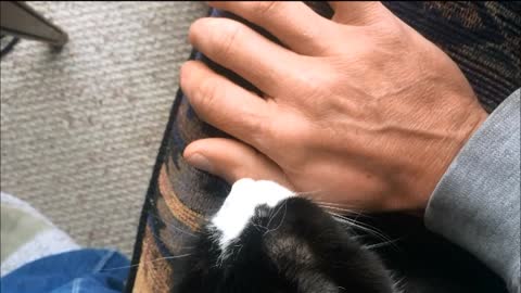 Cat Licks