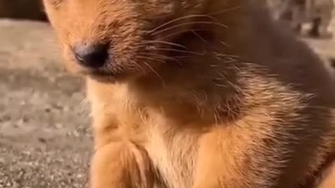 Cute Puppy is trying to wake up himself but failed