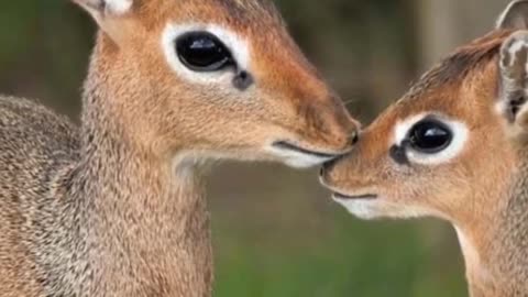The Rarest Deer That Could Be Own