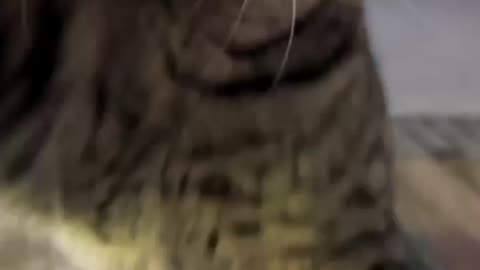 Cute cat videos 🐱