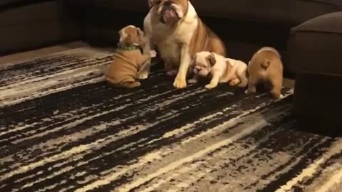 Parent Bulldog Patiently Entertains Energetic Puppies
