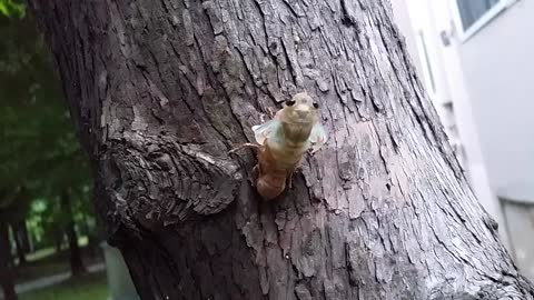 Amazing Footage Of A Cicada Coming Out A Shell