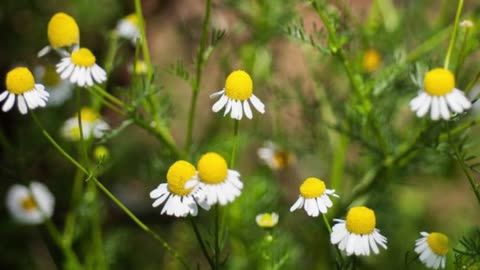 5 herbs to plant in may