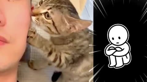 Hilarious Cat Fail Compilation