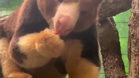 Tree-kangaroo | Who needs table manners when you are this cute?