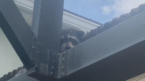 Raccoon in the Gutter