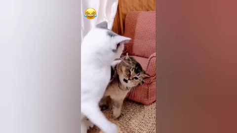 funny cute cats