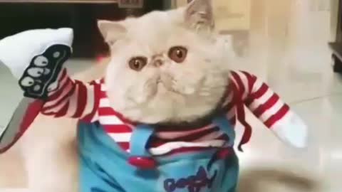 Funny moment Cat viral