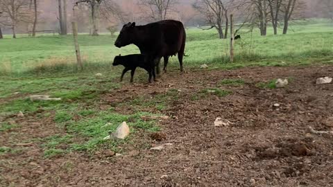 Mama Cow Chases Away Black Bear