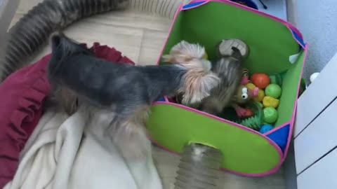 Yorkie always loves to play with ferret best friends