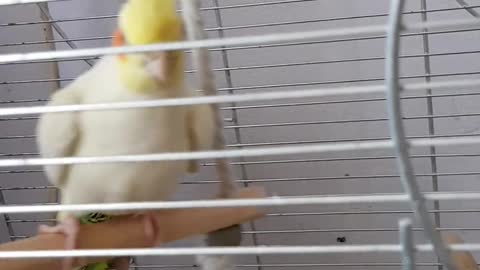 A bird playing in a cage.