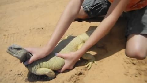 Erica captures a giant Uromastyx lizard in Saudi Arabia