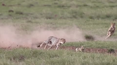 Cheetah Hunting a Rabbit