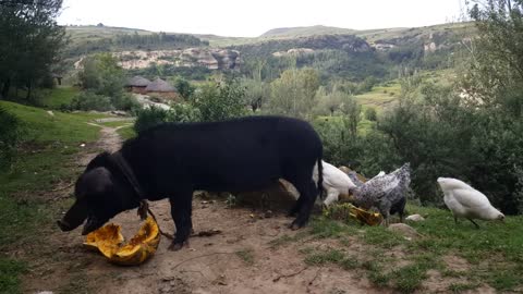 Pig eating pumpkin on the middle of a rural road