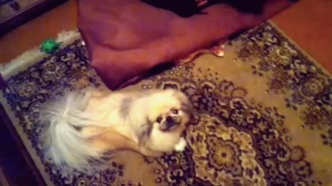 Playing with Pekingese