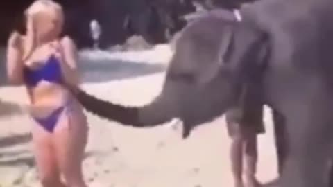 Elephants attacks naughty girl
