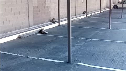 Cats in a Parking Lot