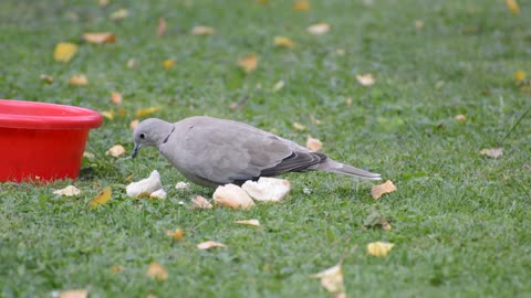 Dove Collared Plumage Bird Feather Nature Animal