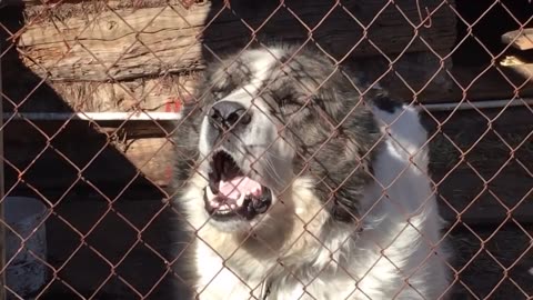 Dog Puppy-Cute Barking