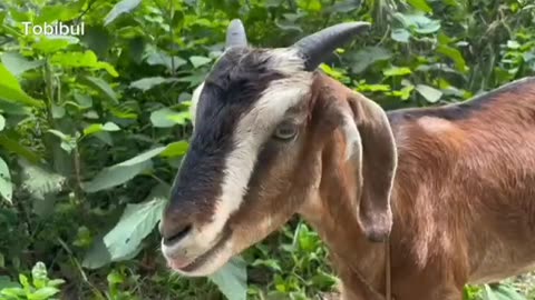 Explore the enchanting world of animal sounds in this captivating video! 🎶