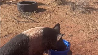 Petunia the Pig Takes on the Water: A H5 Ranch Adventure 🌊🐖