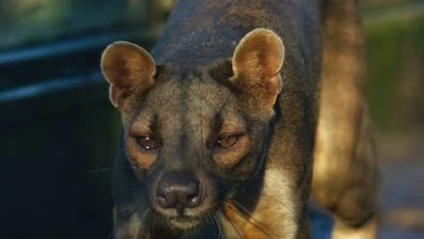 The Elusive Fossa: Madagascar's Mysterious Carnivore Revealed"
