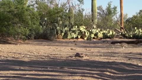 Snake vs. Roadrunner Face-off _ Roadrunners Vs Rattlesnake _ Roadrunner and Rattlesnake fight (1)