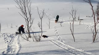 Otter Slides Down Snowy Hill