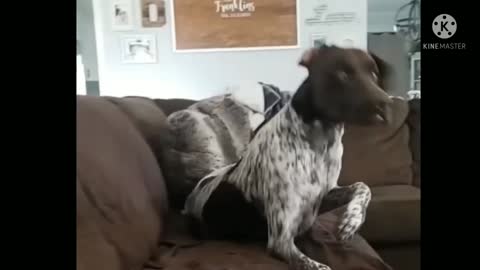 Dog falls victim to 'James Brown' viral internet prank