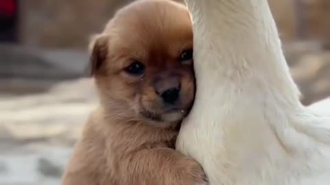Cute dog puppy loving with Duck , america gold...