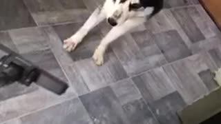 Husky runs away from the switched off vacuum cleaner.