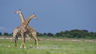 Bull Giraffes Battle in Botswana