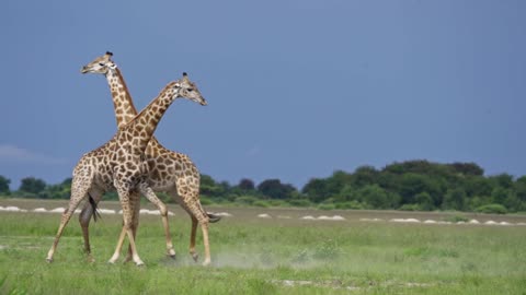 Bull Giraffes Battle in Botswana
