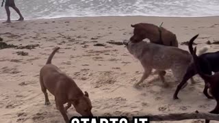 Dog Fight at the Beach
