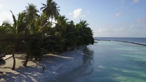 Drone video of a killer shark attack in the Maldives