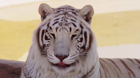bleached Asian tiger has a nice attitude
