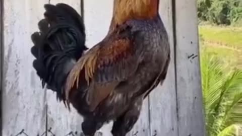 Chicken voice competition. Please don't miss end . #brid funny video top 01 funny video
