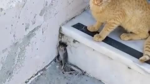 Tom & Jerry real life!
