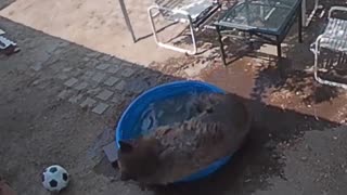 Bear Swimming in Tiny Tahoe Pool