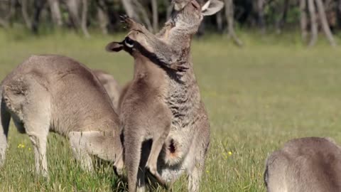 Kangaroos from australia ! You must see this vidio for your knowladge | Part 1