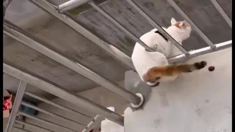 Cat jumps and try to reach on the roof