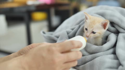Cutie cat masti milk eating
