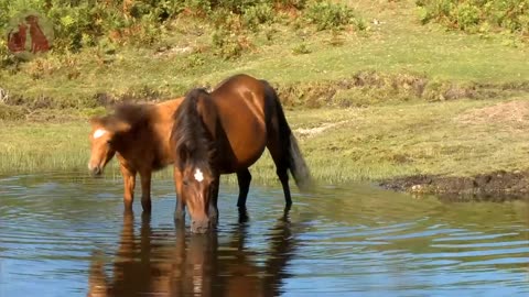 Learn about Adorable Animals : Cat, dog, duck, otter, cow, squirrel, otter - Animal Sounds