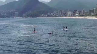 Rare sighting of killer whales off Brazil's coast