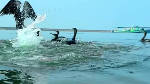 bird catch sea fish