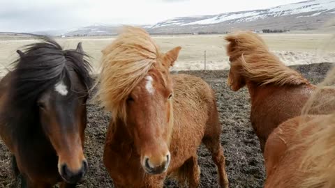 Majestic horses in the wind