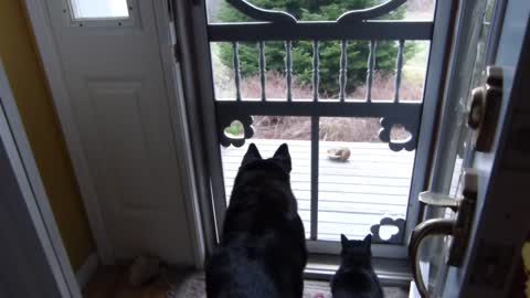 Dog and cat hypnotized by hungry chipmunk